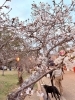 「加古川・日岡山公園で桜のぼんぼりライトアップ開催中🌸」