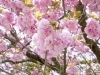 二上山公園 城山園地 高岡 桜 お花見特集 高岡 桜 お花見特集 まいぷれ 高岡市