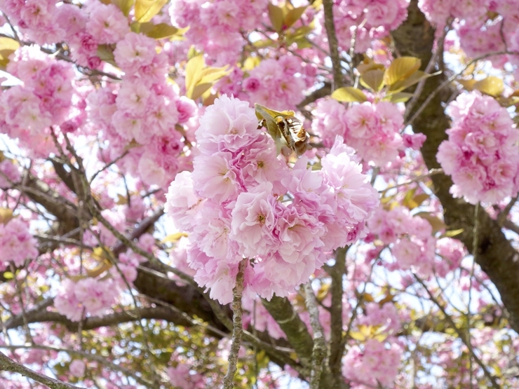 二上山公園 城山園地 高岡 桜 お花見特集 高岡 桜 お花見特集 まいぷれ 高岡市 二上山公園 城山園地 高岡 桜 お花見特集 高岡 桜 お花見特集 まいぷれ 高岡市