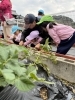 「八女市で保育園をお探しの保護者様へ　玉ねぎの苗植え」