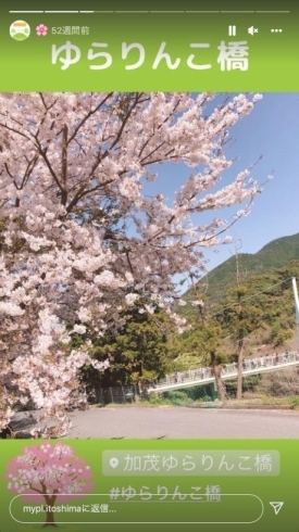 「糸島のお花見スポットーインスタで公開ー」