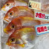 「魚魚市場鮮魚コーナーおすすめは「イサキ・クロムツ」です♪」