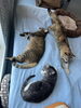 ビビ、とき、みらい「猫カフェkuroのおばあちゃん　とき😽　」
