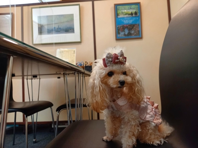 体重910gのマイクロティーカッププードルと出勤 株式会社 ウェルネットのニュース まいぷれ 新発田 胎内 聖籠 体重910gのマイクロティーカッププードルと出勤 株式会社 ウェルネットのニュース まいぷれ 新発田 胎内 聖籠