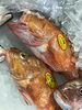 「魚魚市場鮮魚コーナーおすすめは「クロダイ」です♪」