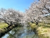 喧騒を離れ、日本ってイイなぁと思える今井の桜「しろいのサクラ🌸なう！「パート2」」