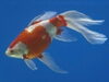 第5回人気番付　東の横綱　コメット「金魚展示場第6回江戸前金魚展！24種の金魚人気投票✨［2025年6月26日（木）〜29日（日）10時〜16時※29日は15時30分終了・都立水元公園水辺の生きもの館講習室＆金魚展示場］」