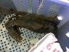 「魚魚市場鮮魚コーナーおすすめは「タイラギ」です♪」
