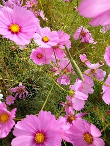 「かわいい秋桜が咲きました」