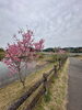 のびのびパーク天啓「のびのびパーク天啓⛲️桜開花状況🌸」