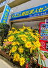 春のお花を育てています🌷「明石市大明石町【テスコム明石求人センター】GWのお知らせ」