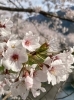 「【新居浜市 外山町】高柳泉公園の花筏（はないかだ）」