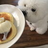 「わんこのフォトコンテスト　(*^-^*)」