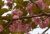 「～本日のヤエ桜情報～」