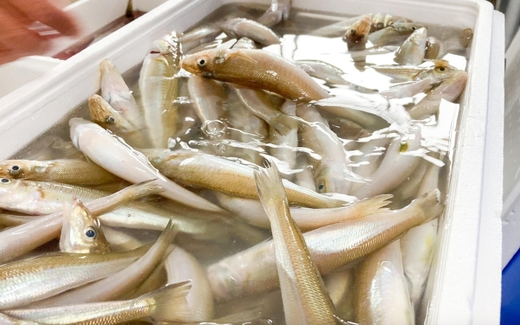 ととやでは お一人様から舟盛りまでとれたて新鮮な魚をその場で調理してくれるんです まいぷれ伊勢のニュース まいぷれ 伊勢 ととやでは お一人様から舟盛りまでとれたて新鮮な魚をその場で調理してくれるんです まいぷれ伊勢のニュース まいぷれ 伊勢
