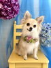 らむちゃん「わんこと紫陽花」