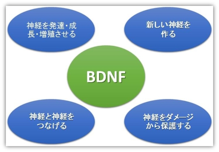 神経細胞を増やしたり、繋げたり、保護したり…。「運動ってやっぱりすごい！ 科学的にも「運動」が分かって来ている現代、 「効率よく続ける事」が大切だと思います。」