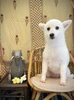 ＣＯＣＯちゃん「わんことアジアン　(^-^)」