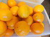 国産レモン「今日も休まず営業です。」