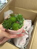 「山形「ぴあんた~pianta~」様より可愛い多肉植物が仲間入り！雪国育ちの寄せ植えを出入口スペースにて販売中です」