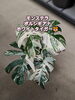 モンステラボルシギアナホワイトタイガー「福島市観葉植物専門店GREENFEEL　綺麗な斑入り入りました！」