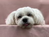 寝ちゃったキャンディちゃん♡「今日のわんちゃん☆（西京区トリミングサロン・ペットホテル・訓練）」