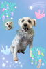 「Dog salon mofu mofu　余市町」