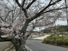 湖南市　さくら「湖南市　桜」