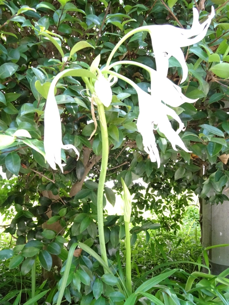 はまゆうの花 季節を感じる まいぷれ 府中市