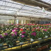 問い合わせ大歓迎！「11/18頃から 八王子産 シクラメン の受注販売を開始します。石川農園  冬の花 ウィンターギフト プレゼント お歳暮 贈り物 お花 クリスマス 」