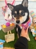 柴犬 シャンプー「ðŸ¶ãƒˆã‚¤ãƒ—ãƒ¼ãƒ‰ãƒ«ã€æŸ´çЬã€ãƒˆãƒªãƒŸãƒ³ã‚°ã®ãŠå‹é”ðŸ£ã€