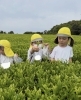 「お茶摘み🍵」