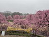 「鈴鹿の森庭園🌸」