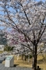 「～本日の桜情報～」