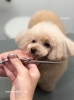 「冬のオプションキャンペーン　^ - ^」