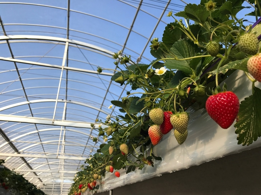 川崎市周辺でイチゴ狩りができるおすすめ農園6選 21年最新版 編集部選 川崎のまとめ情報 まいぷれ 川崎市 川崎市周辺でイチゴ狩りができるおすすめ農園6選 21年最新版 編集部選 川崎のまとめ情報 まいぷれ 川崎市