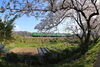 「桜咲く」