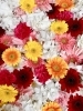 「爽やかな紫陽花✨花手水入れ替えました💁🏻‍♀️」