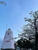 日和山公園「桜スポット」