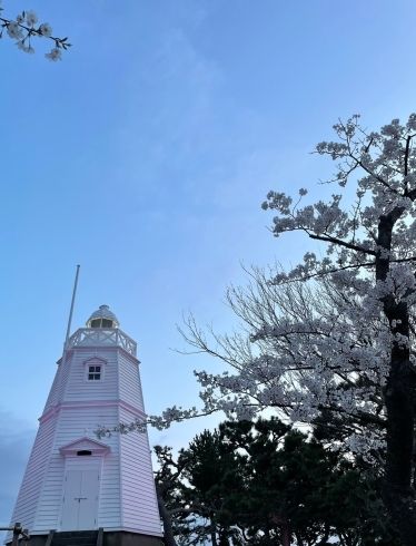 日和山公園「桜スポット」