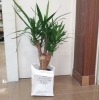 ユッカ　4500円の30%offです。「『はなやホック皆生店』観葉植物セール！」