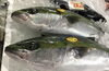 「魚魚市場鮮魚コーナーおすすめは「チカメキントキ・ビンチョウマグロ」です♪」