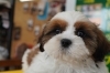 シーズー　税込138,000円〜「子犬販売ご紹介🎵」