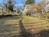 「早朝の鶴ヶ城と桜　石垣から眺める春の天守閣」