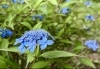 アイヒメ「山アジサイ小径のご紹介」