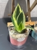 色彩あざやか！ガラス鉢×カラフルサンドの観葉植物を4種入荷しました