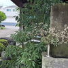 【小平市】江戸を代表する浮世絵師・歌川国芳のお墓が眠る「大仙寺」を訪ねて