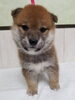 元気いっぱいの仔犬に会いに来ませんか？「同じ日に生まれた柴犬兄妹が仲間入りしました」