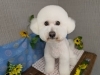 「本日のお客さま♥️ビションフリーゼ【大分市中戸次／ドッグサロン／トリミング】」