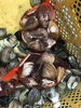 「魚魚市場鮮魚コーナーおすすめは「マグロ」です！」